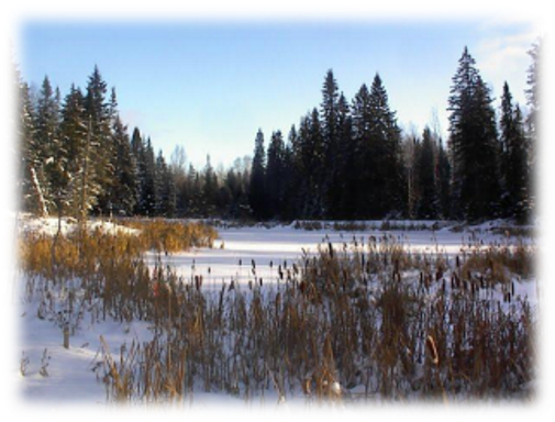 small frozen pond with trees in background and snow on ground