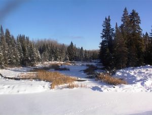 winter forest with pond